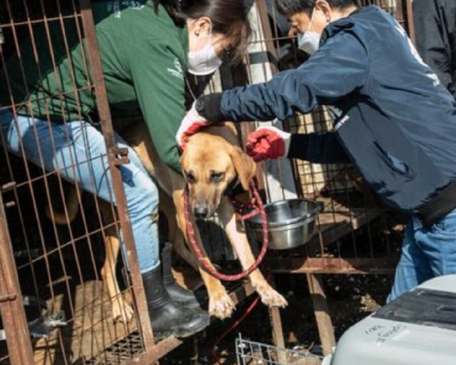 50 cani corea del sud autorità soppressione