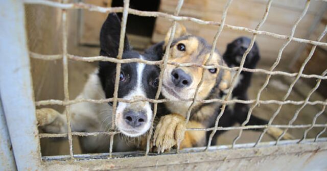 Corea del Sud, più di 50 cani conoscono la libertà dopo aver vissuto l’inferno