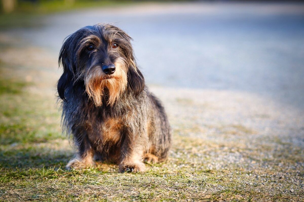 cucciolo al lago