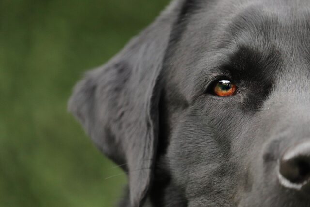 Cosa rende un cane aggressivo, per davvero?