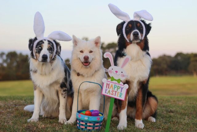 10 cose divertenti che puoi fare con il cane a Pasqua