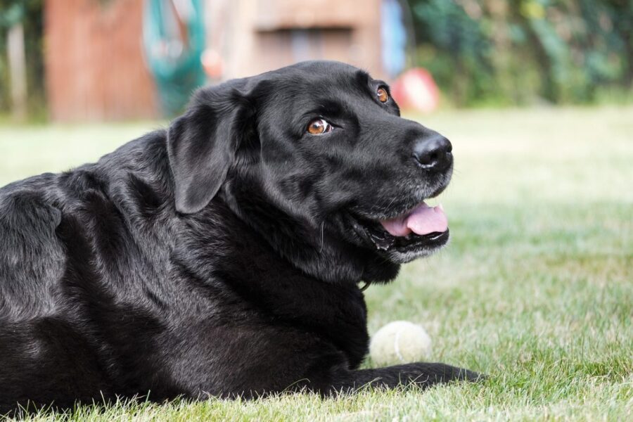 labrador nero