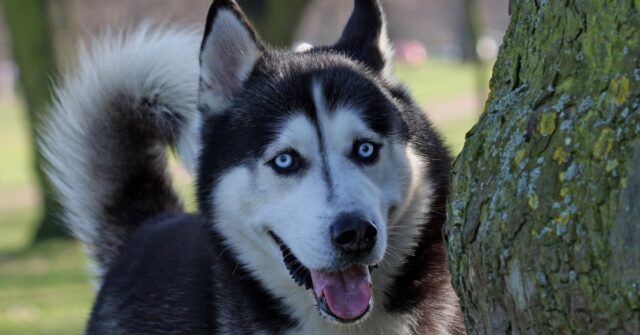 Cucciola di Husky smarrita viene trovata da un pompiere, il video racconta una storia emozionante