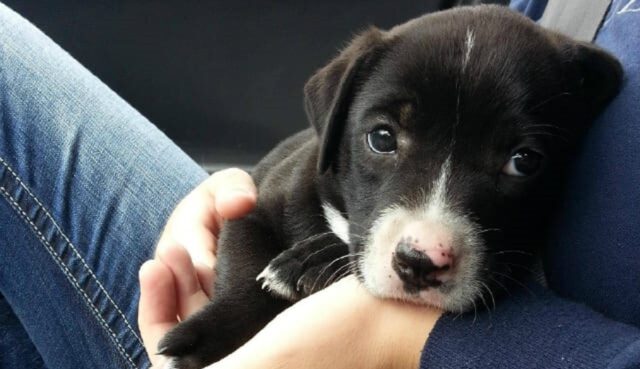 Cuccioli adottati: 10 di loro nel loro primo giorno in casa