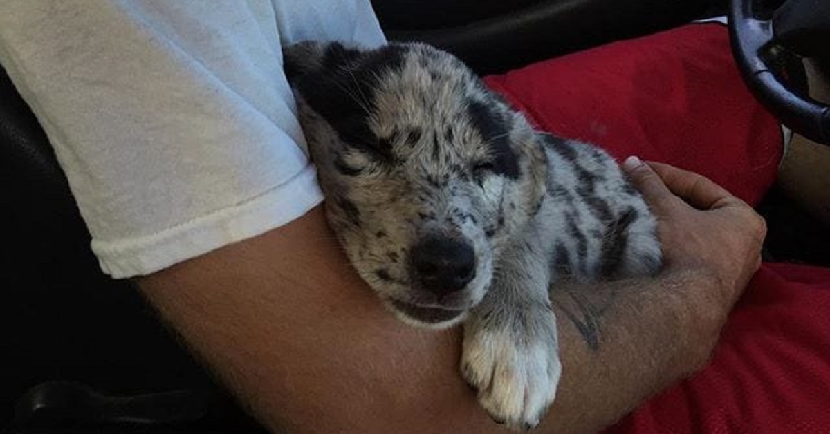 cuccioli adottati-cane che dorme in auto