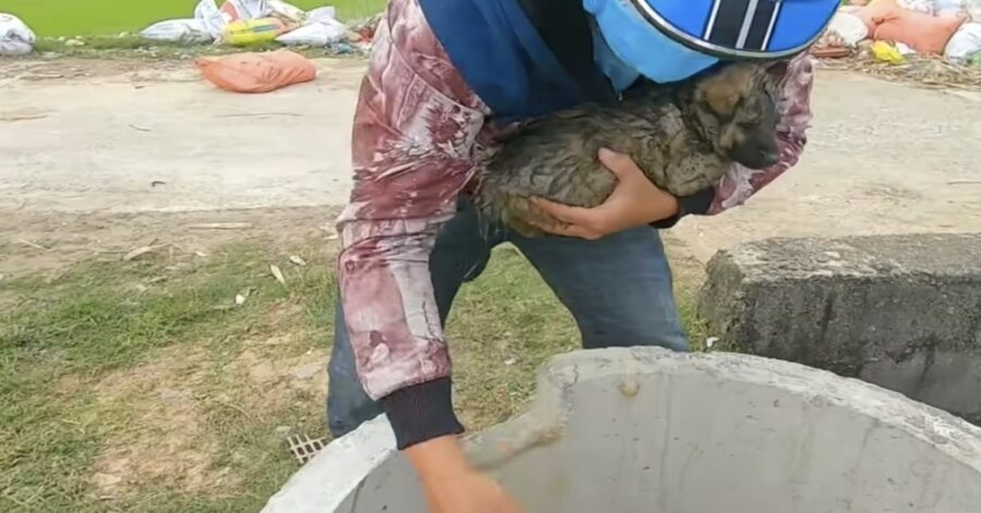 cucciolo tirato fuori dal bidone