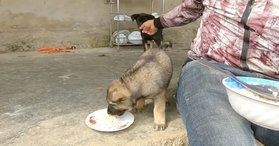 cucciolo salvato mangia