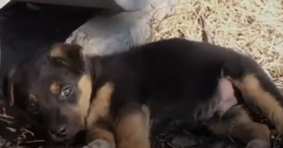 cucciolo abbandonato disteso a terra