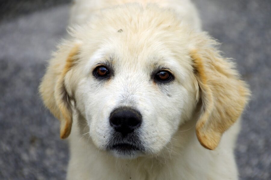 Cagnolino in adozione