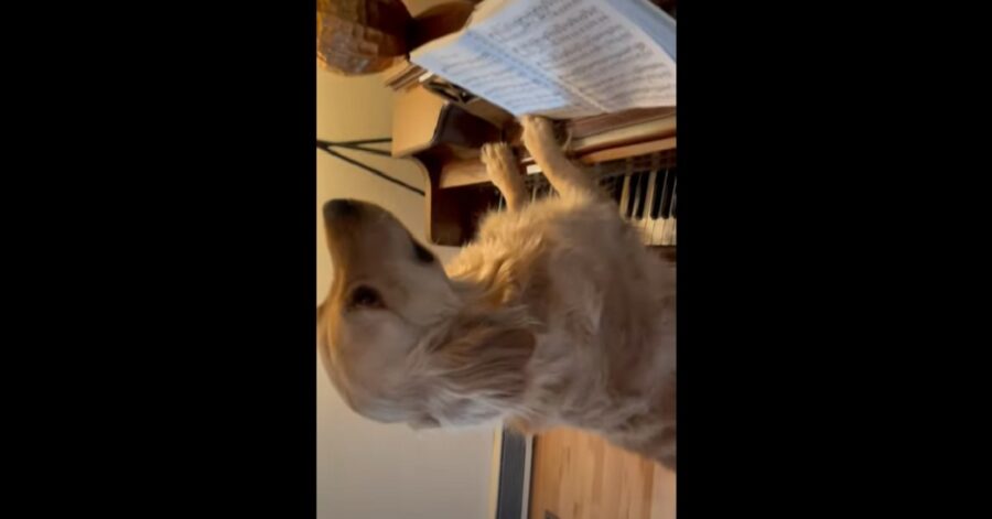 cucciolo di Golden Retriever che suona il pianoforte