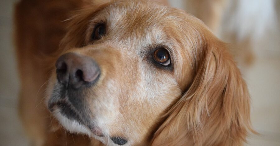 cucciolo di Golden Retriever che suona il pianoforte