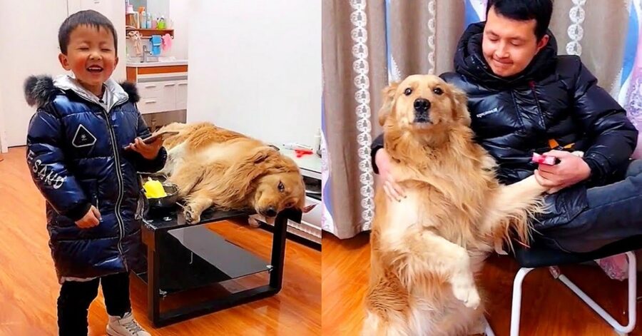 cucciolo di Golden Retriever fa da babysitter al suo fratellino umano