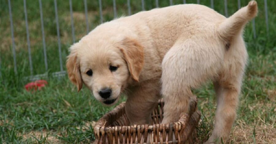 Cucciolo di Golden Retriever svegliato dal rumore di un nuovo gioco