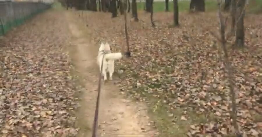 cucciolo di Siberian Husky che insegue un elicottero