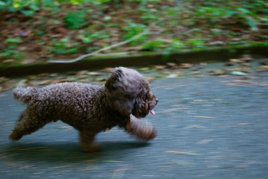 cane che corre