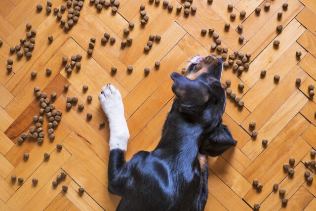 cane che mangia crocchette