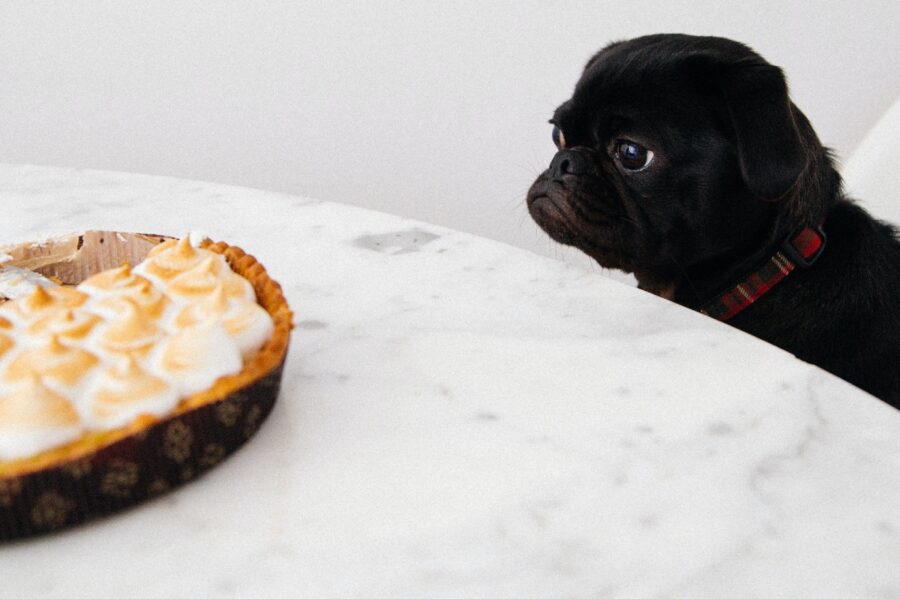 cane che fissa una torta