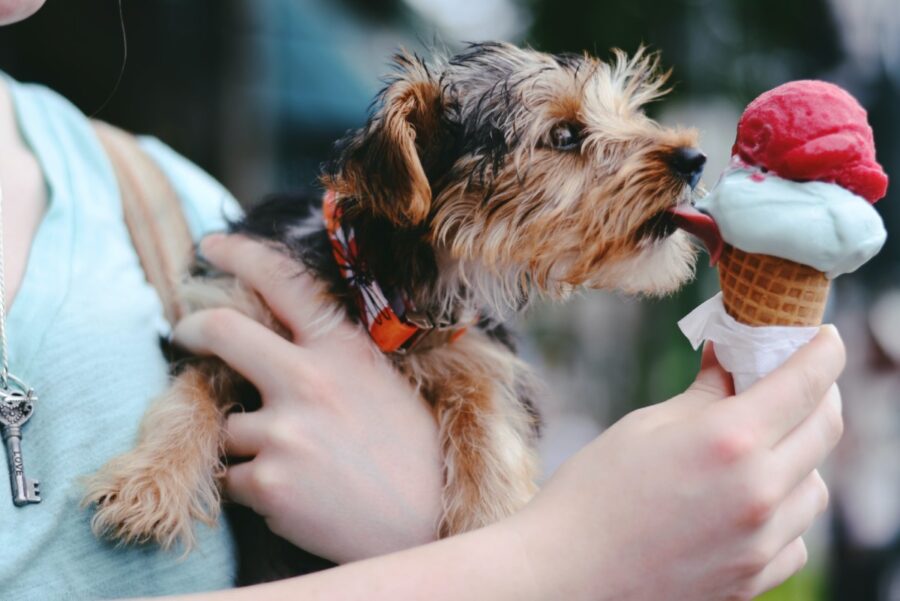 cane e gelato