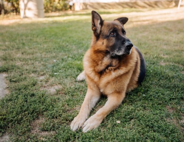 Perché il cucciolo di cane ha sempre la coda bassa?