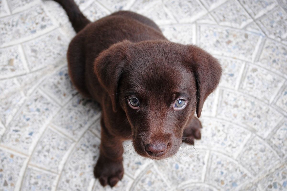 cucciolo con sguardo tenero 