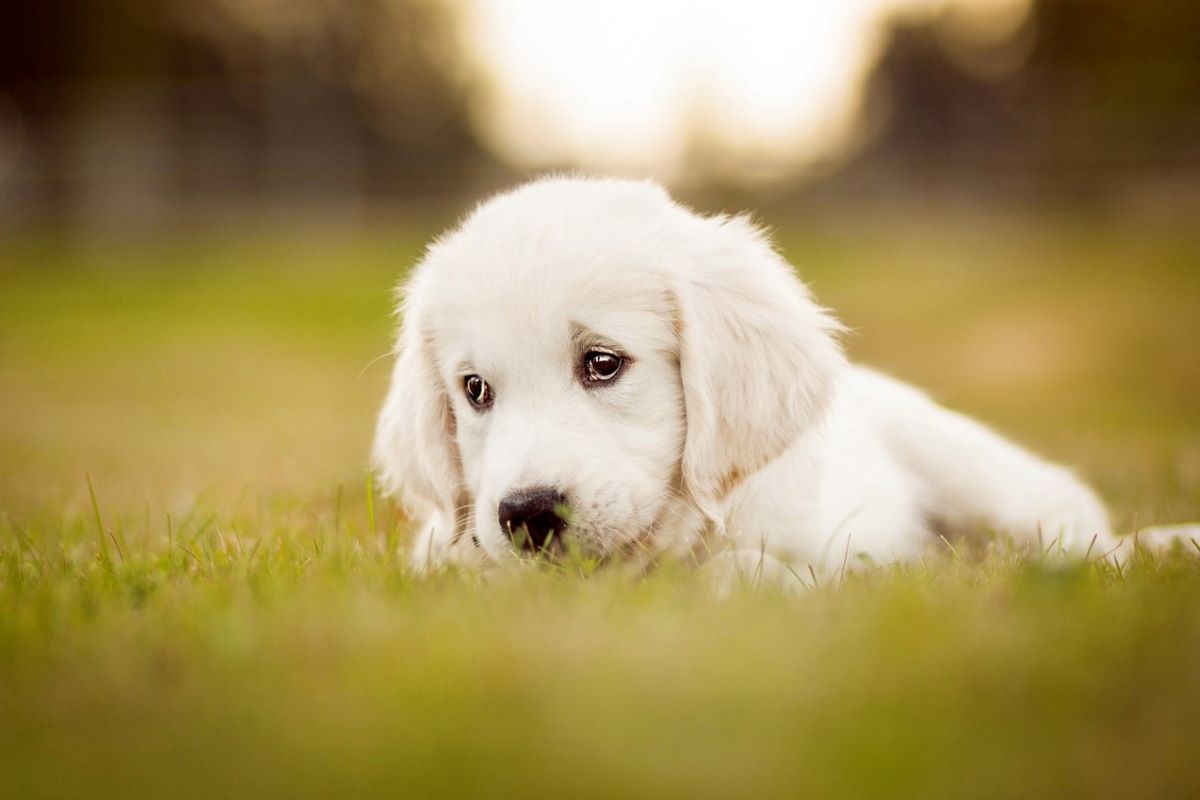 cucciolo di cane ha sempre la coda bassa 