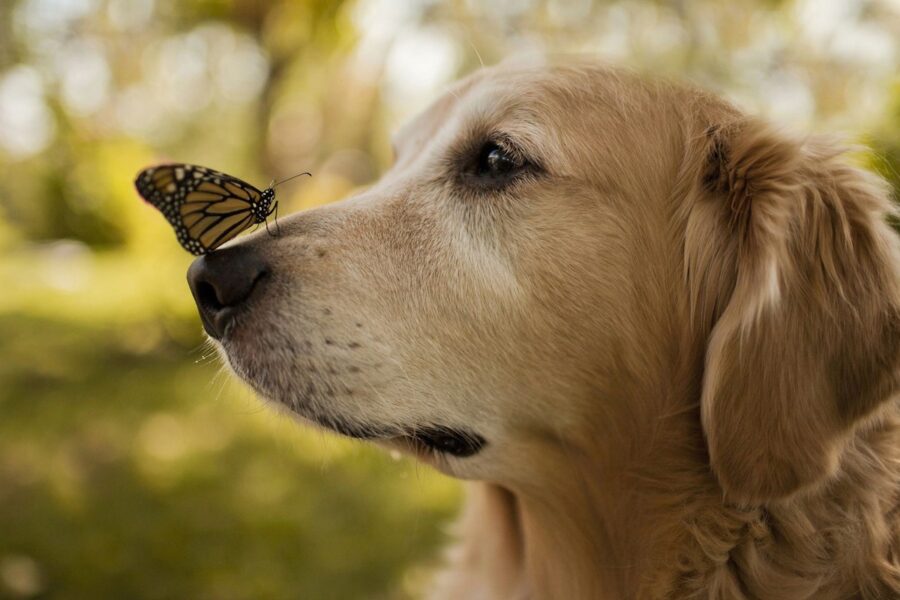 cucciolo di cane insegue le farfalle
