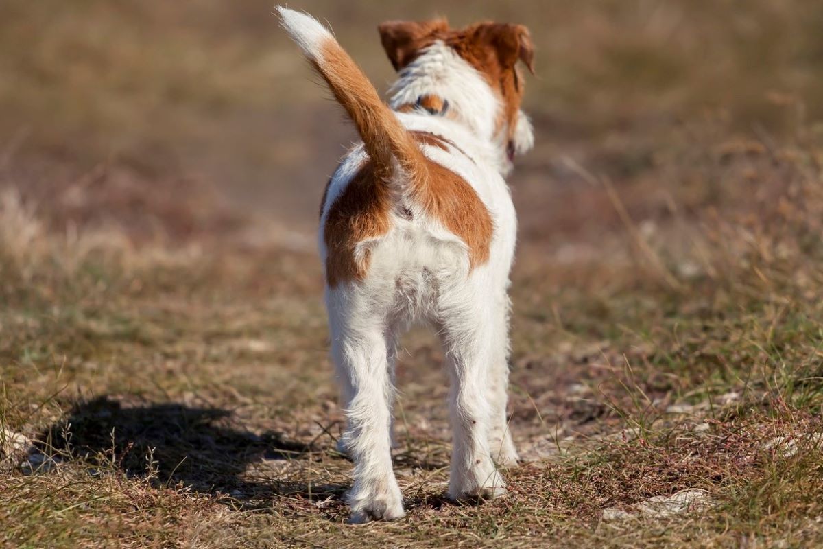 cucciolo di cane insegue le ombre