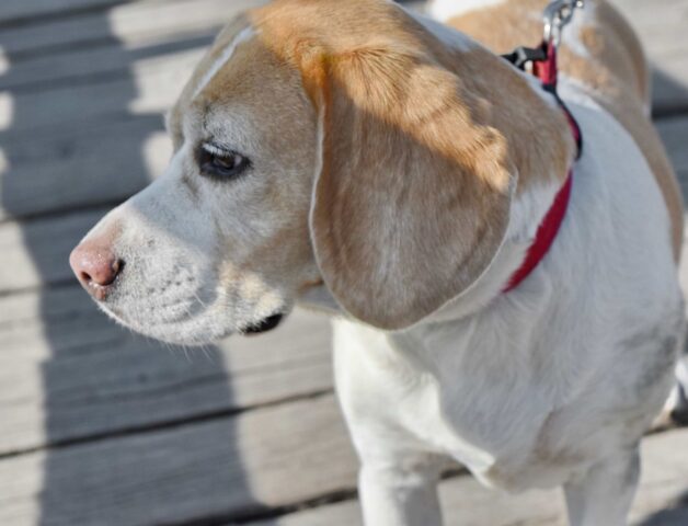 Cucciolo di cane insegue le ombre: perché e cosa fare