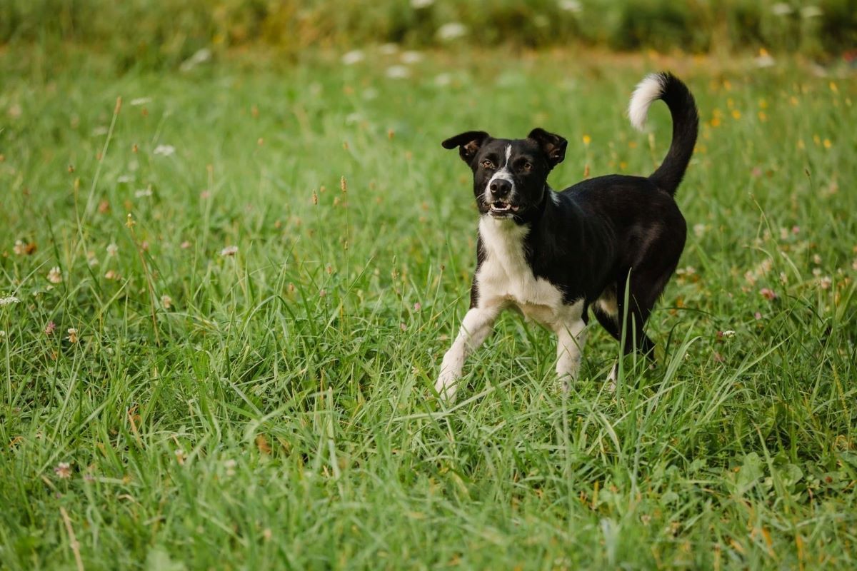 cucciolo di cane insegue le ombre