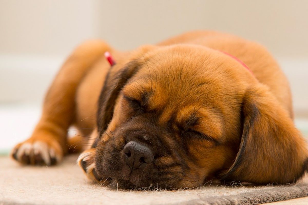 cucciolo di cane non ama giocare