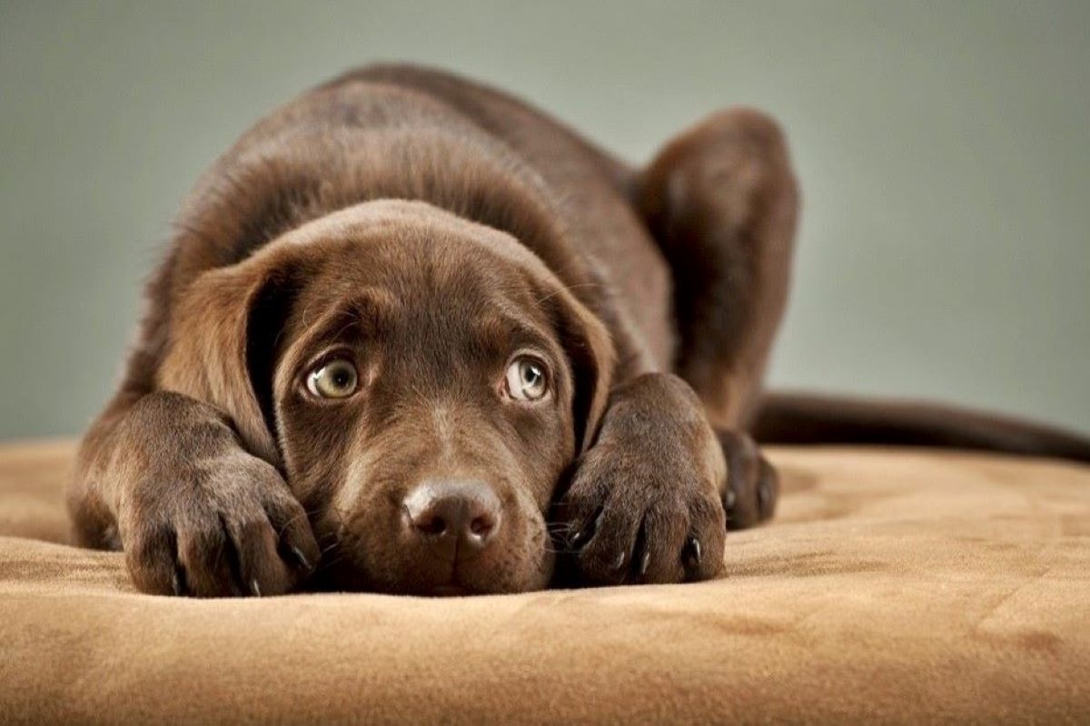 cagnolino ha paura