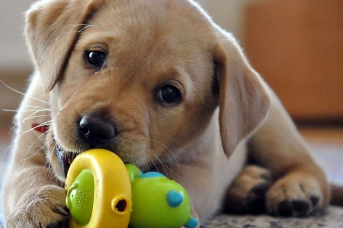 cucciolo di cane non ama giocare