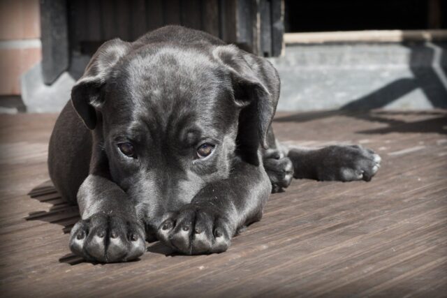 Cucciolo di cane non vuole farsi toccare: che succede?