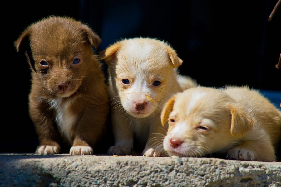 tre cuccioli di cane