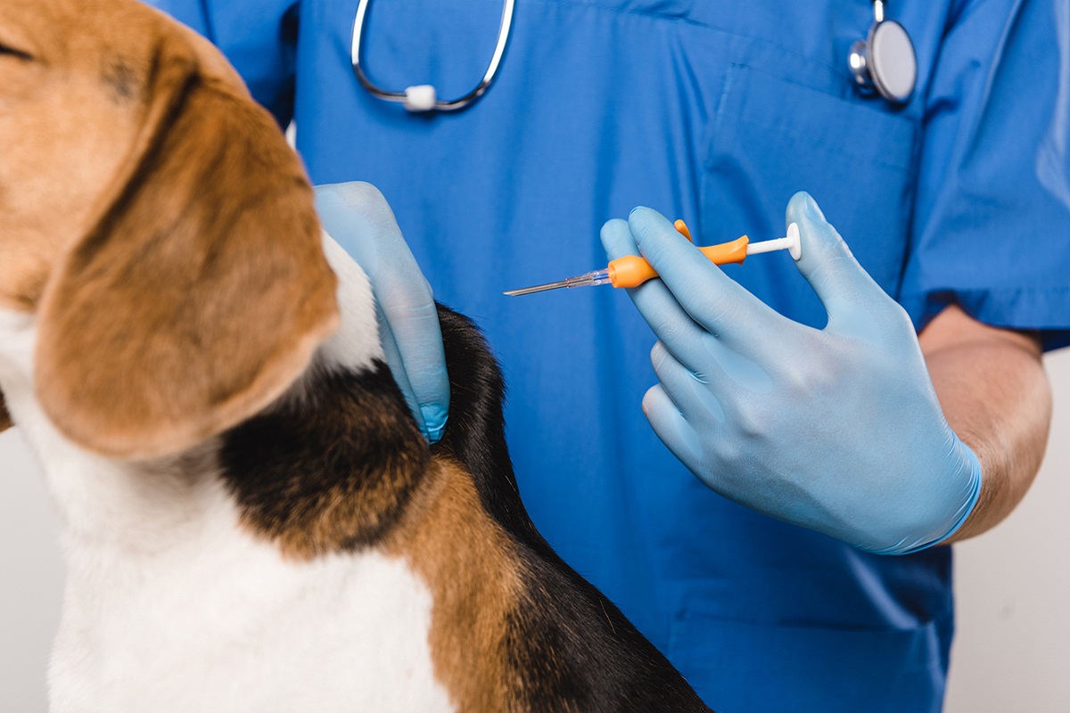 veterinario applica microchip a un cane