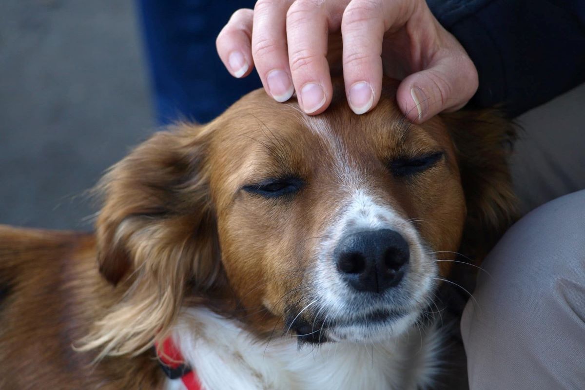 cane si fa accarezzare