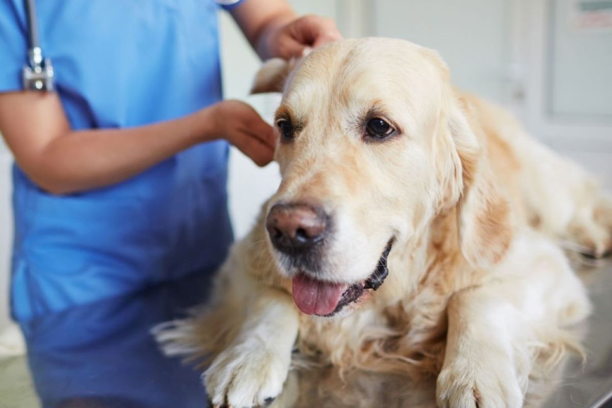 cagnolino dal veterinario