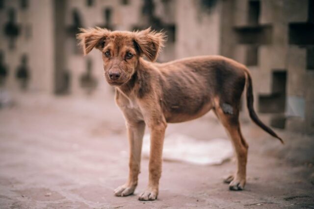 Cucciolo di cane randagio, come addomesticarlo?