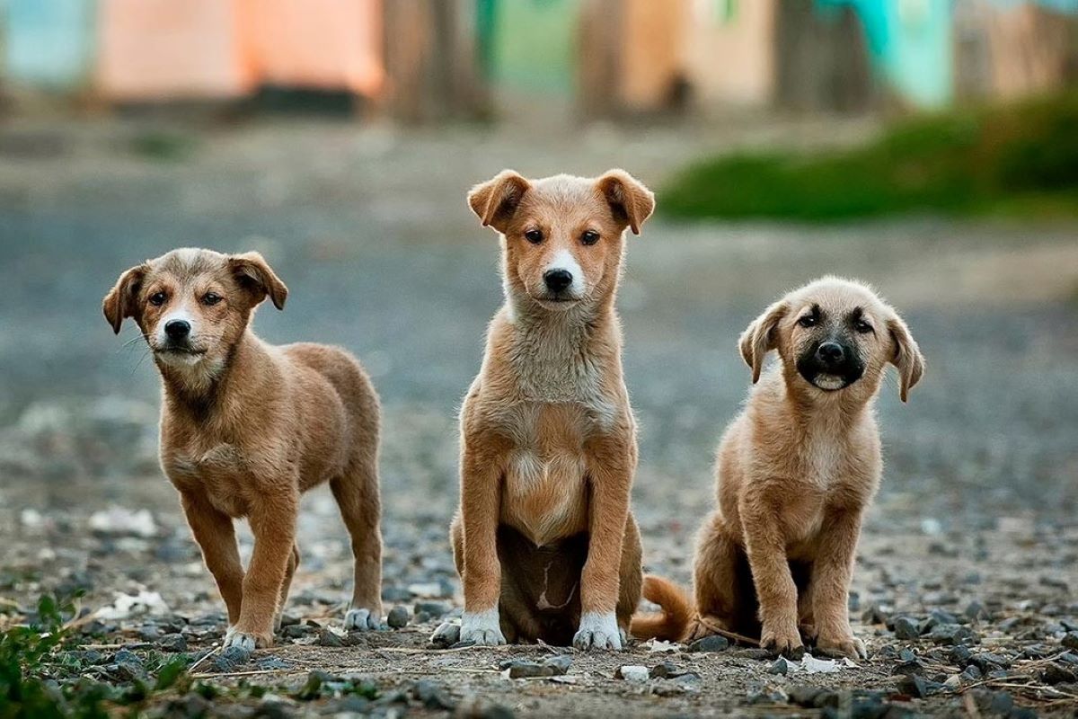 cucciolo di cane come addomesticarlo 