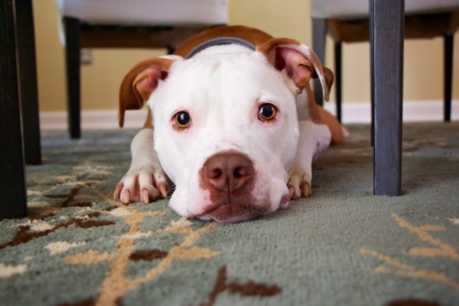 cane sotto la sedia