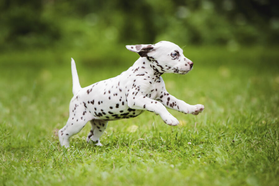 cucciolo di cane tenta sempre di fuggire