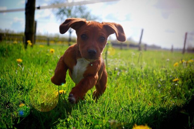 Cucciolo di cane tenta sempre di fuggire: cosa fare?