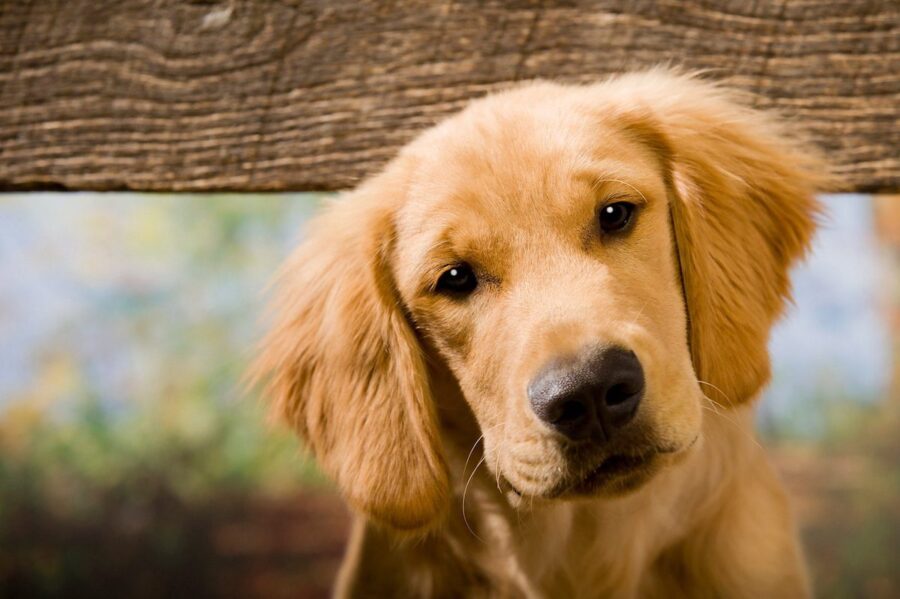 cucciolo di cane tenta sempre di fuggire