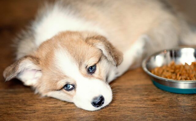 Cucciolo di cane vomita le crocchette: come rimediare?