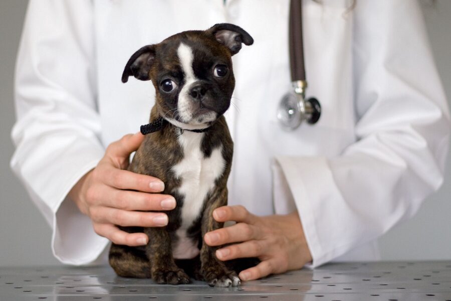 cagnolino dal veterinario