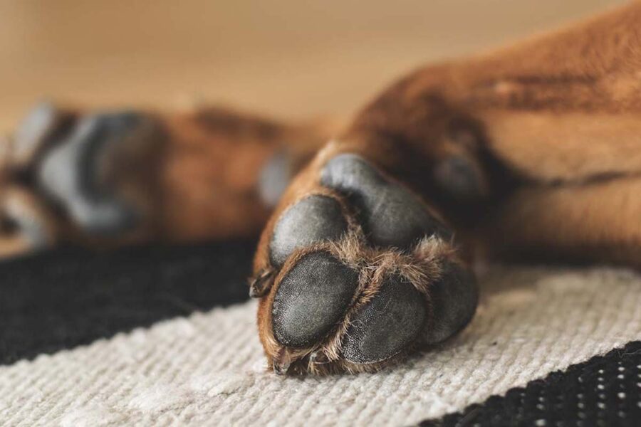 cucciolo di cane zoppica