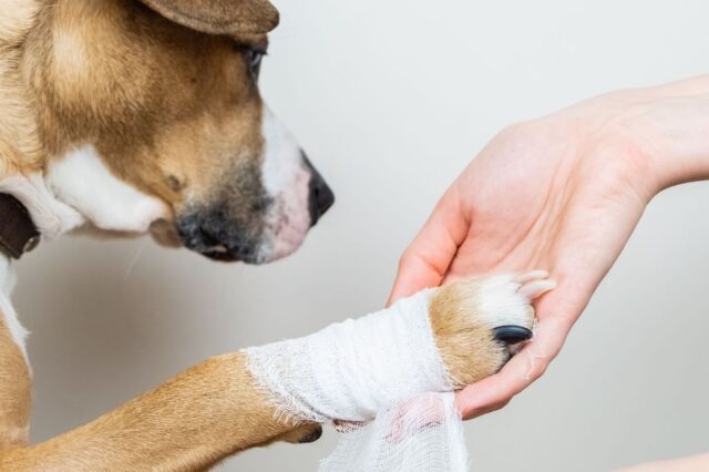 Cucciolo di cane zoppica e guaisce: tutte le possibili cause