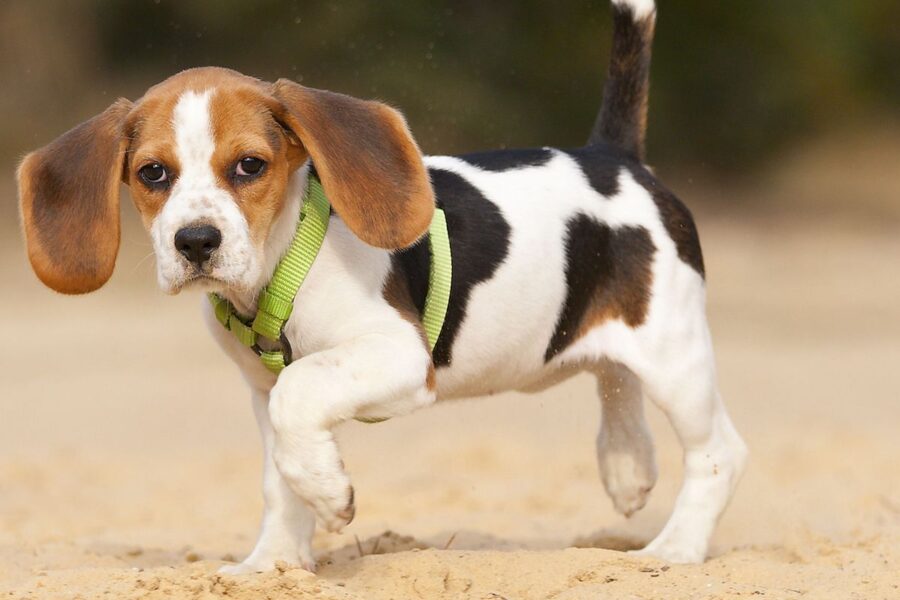 cucciolo di cane zoppica