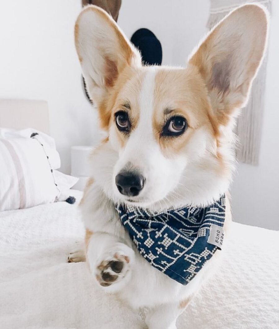 cucciolo di corgi