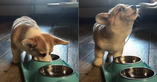 Willo il cucciolo di corgi ulula mentre mangia, l’esilarante video